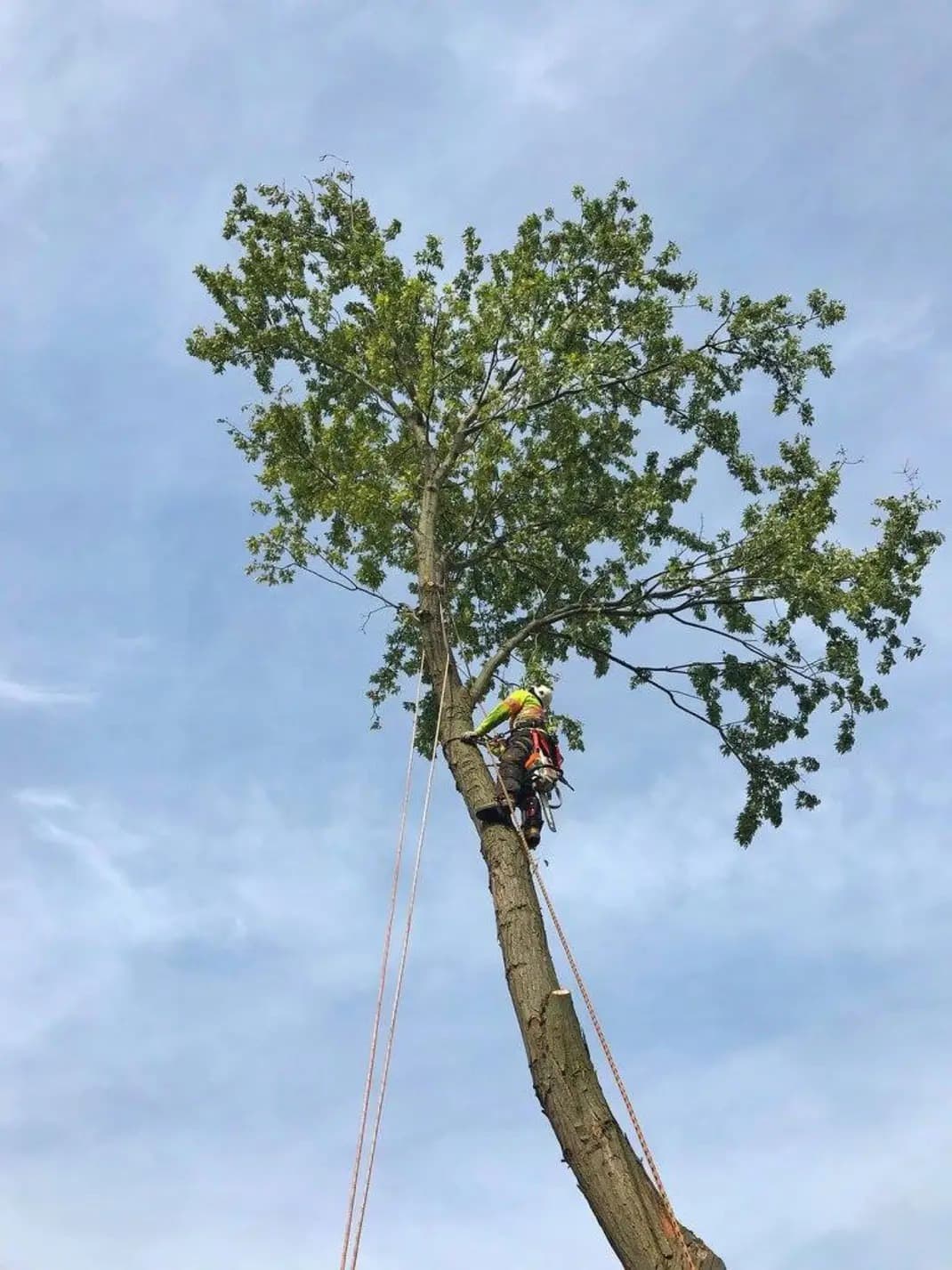 Everest Tree Care